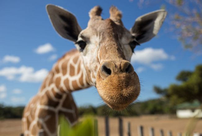 Thoiry, Beauval, La Flèche… Ces zoos et réserves animalières qui acceptent les chèques-vacances en France