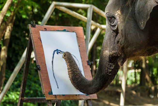 Eléphant peintre, oiseau décorateur : et si les animaux étaient aussi des artistes ?